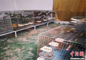 广东惠州破获一起特大非法出售濒危保护动物案