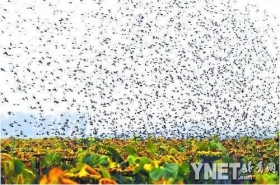 市民拍下无数飞鸟袭击千亩向日葵场面