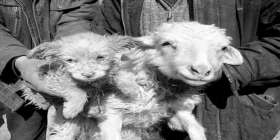 绵羊产仔似“狗崽” 专家称可能是畸形羊羔