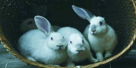 村民家中兔子一胎生10只 6只单耳2只没耳朵