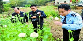 广东梅州深山发现私种罂粟花 查获500余株