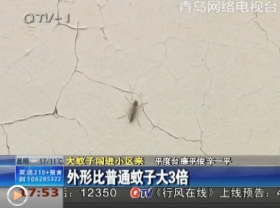 青岛发现超级蚊子 个头是普通蚊子3倍