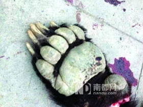 青海牧民捕获棕熊送交警方后死亡并被剥皮